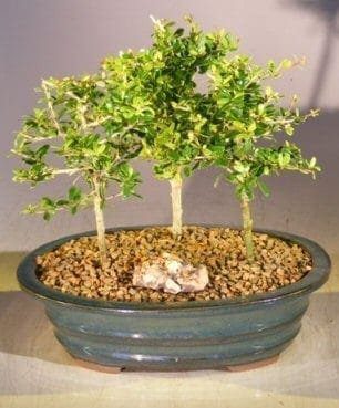 Flowering Tropical Boxwood Bonsai Tree For Sale 3 Tree Forest Group (neea buxifolia)