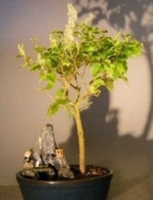 Flowering Ligustrum Bonsai Tree For Sale - Stone Landscape Scene (ligustrum lucidum)