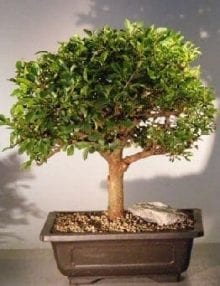 Catlin Elm Bonsai Tree For Sale (ulmus parvifolia 'catlin')