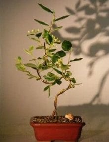 Flowering Cotoneaster Bonsai Tree For Sale Curved Trunk Style (Cotoneaster 'Lucidus')
