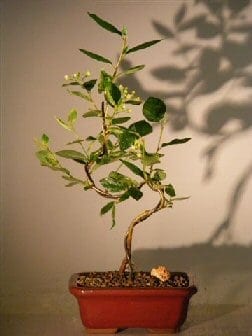 Flowering Cotoneaster Bonsai Tree For Sale Curved Trunk Style (Cotoneaster 'Lucidus')