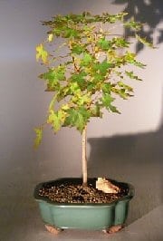 Japanese Green Maple Bonsai Tree For Sale - Large (acer palmatum)