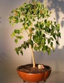 Flowering Dwarf Everbearing Mulberry Bonsai Tree For Sale (Morus Nigra)