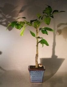 Melogold Grapefruit Bonsai Tree For Sale (Citrus Paradisi 'Macfadyen')