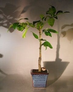 Melogold Grapefruit Bonsai Tree For Sale (Citrus Paradisi 'Macfadyen')
