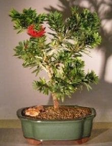 Flowering Bottlebrush Bonsai Tree For Sale - Little John - Large (Callistemon Citrinus Little John)