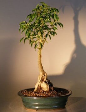 Ficus Oriental Bonsai Tree For Sale - Root Over Rock Bonsai Tree (Ficus Orientalis)