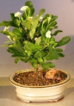Flowering Crown of Thorns Bonsai Tree For Sale #1 - Cream / Yellow (euphorbia milii)