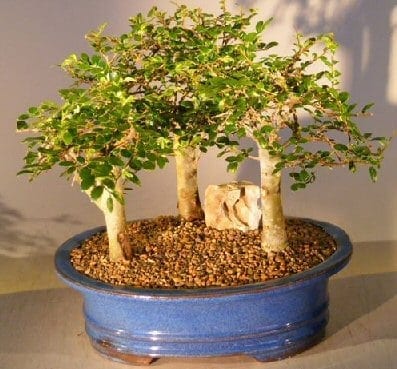 Chinese Elm Bonsai Tree For Sale - Aged 3 Tree Forest Group Scene (ulmus parvifolia)