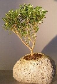 Chinese Flowering White Serissa Bonsai Tree For Sale in Lava Rock Pot Tree of a Thousand Stars (Serissa Japonica)