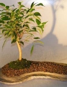 Ficus Oriental Bonsai Tree For Sale On Rock Slab (ficus 'orientalis')