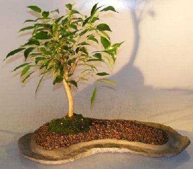 Ficus Oriental Bonsai Tree For Sale On Rock Slab (ficus 'orientalis')