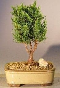 Shimpaku Bonsai Tree For Sale - Small (shimpaku itoigawa)