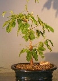 Flowering Mimosa Bonsai Tree For Sale - Small (mimosa pudica)