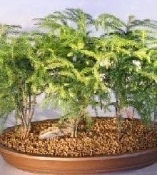 Norfolk Island Pine Bonsai Tree For Sale Seven (7) Tree Forest Group (Araucaria Heterophila)