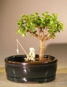 Baby Jade Bonsai Tree For Sale Water/Land Container - Small (Portulacaria Afra)
