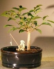 Ficus Oriental Bonsai Tree For Sale Water/Land Container - Small (ficus 'orientalis')
