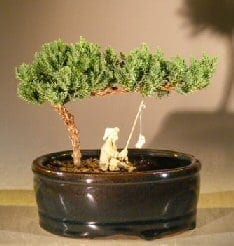 Juniper Bonsai Tree For Sale Water/Land Container - Small (juniper procumbens nana)