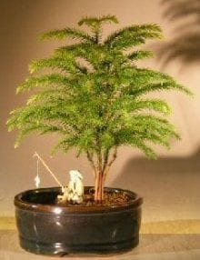 Norfolk Island Pine Bonsai Tree For Sale Land/Water Container - Small (Araucaria Heterophila)