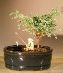 Blue Moss Cypress Bonsai Tree For Sale Water/Land Container - Small (Chamecyparis glauca minima)