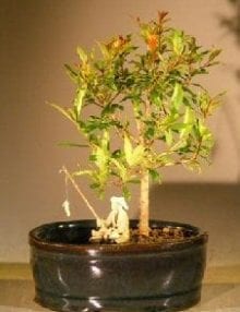 Flowering Dwarf Pomegranate Bonsai Tree For Sale Water/Land Container - Small (Punica Granatum)