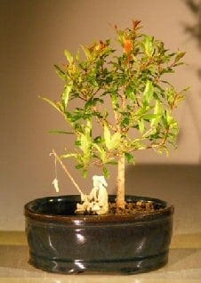 Flowering Dwarf Pomegranate Bonsai Tree For Sale Water/Land Container - Small (Punica Granatum)