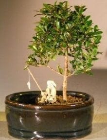 Flowering Brush Cherry Bonsai Tree For Sale Water/Land Container - Small (eugenia myrtifolia)