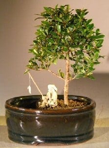 Flowering Brush Cherry Bonsai Tree For Sale Water/Land Container - Small (eugenia myrtifolia)