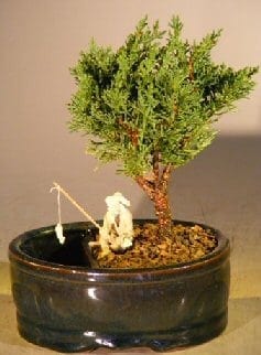 Shimpaku Bonsai Tree For Sale Water/Land Container - Small (shimpaku itoigawa)