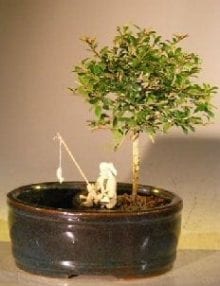 Flowering Tropical Boxwood Bonsai Tree For Sale Land/Water Container - Small (neea buxifolia)
