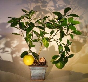 Navel Orange Bonsai Tree For Sale - Seedless (Citrus' Sinensis)