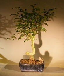 Oriental Ficus Coiled Bonsai Tree For Sale - Large (ficus benjamina 'orientalis')