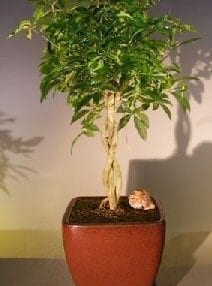 Hawaiian Umbrella Bonsai Tree For Sale Braided Twist - Variegated (Arboricola Schefflera 'Luseanne')