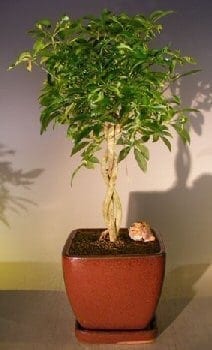 Hawaiian Umbrella Bonsai Tree For Sale Braided Twist - Variegated (Arboricola Schefflera 'Luseanne')