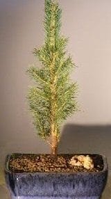 Colorado Blue Spruce Bonsai Tree For Sale - Medium (picea pungens)