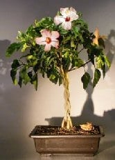 Flowering Tropical Pink Hibiscus Braided Trunk Bonsai Tree For Sale (rosa sinensis)