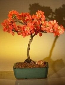 Japanese Flowering Quince Bonsai Tree For Sale - Super Red (chaenomeles japonica 'moned')