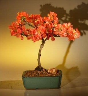 Japanese Flowering Quince Bonsai Tree For Sale - Super Red (chaenomeles japonica 'moned')