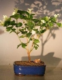 Flowering Arabian Jasmine Bonsai Tree For Sale (jasminum sambac)