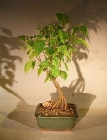 Flowering Kousa Dogwood Bonsai Tree For Sale (cornus kousa 'chinensis')