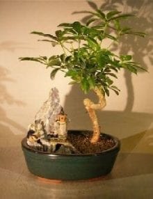 Hawaiian Umbrella Bonsai Tree For Sale - Coiled Trunk Stone Landscape Scene (Arboricola Schefflera 'Luseanne')