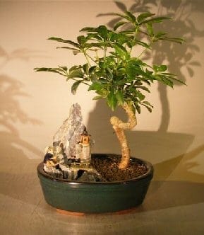 Hawaiian Umbrella Bonsai Tree For Sale - Coiled Trunk Stone Landscape Scene (Arboricola Schefflera 'Luseanne')
