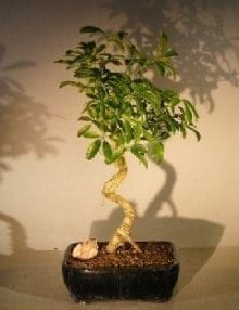 Hawaiian Umbrella Bonsai Tree For Sale - Large Coiled Trunk Style (Arboricola Schefflera 'Luseanne')