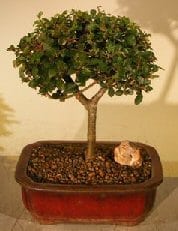 Chinese Elm Bonsai Tree For Sale Straight Trunk (ulmus parvifolia)