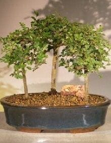 Chinese Elm Bonsai Tree For Sale 3 Tree Forest Group Scene (ulmus parvifolia)