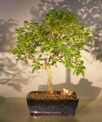 Flowering Escambron Bonsai Tree For Sale (clerodendrum aculeatum)