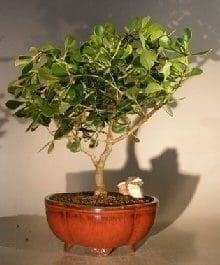 Flowering Tropical Dwarf Apple Bonsai Tree For Sale Extra Large (clusia rosea 'nana')