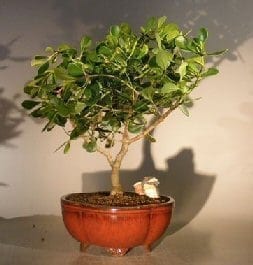 Flowering Tropical Dwarf Apple Bonsai Tree For Sale Extra Large (clusia rosea 'nana')