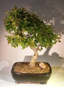 Flowering Sweet Plum Bonsai Tree For Sale (sageretia theezans)