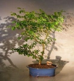 Flowering Brazilian Raintree Bonsai Tree For Sale Extra Large (pithecellobium tortum)